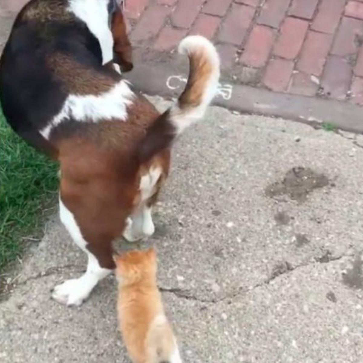 ginger kitten and dog