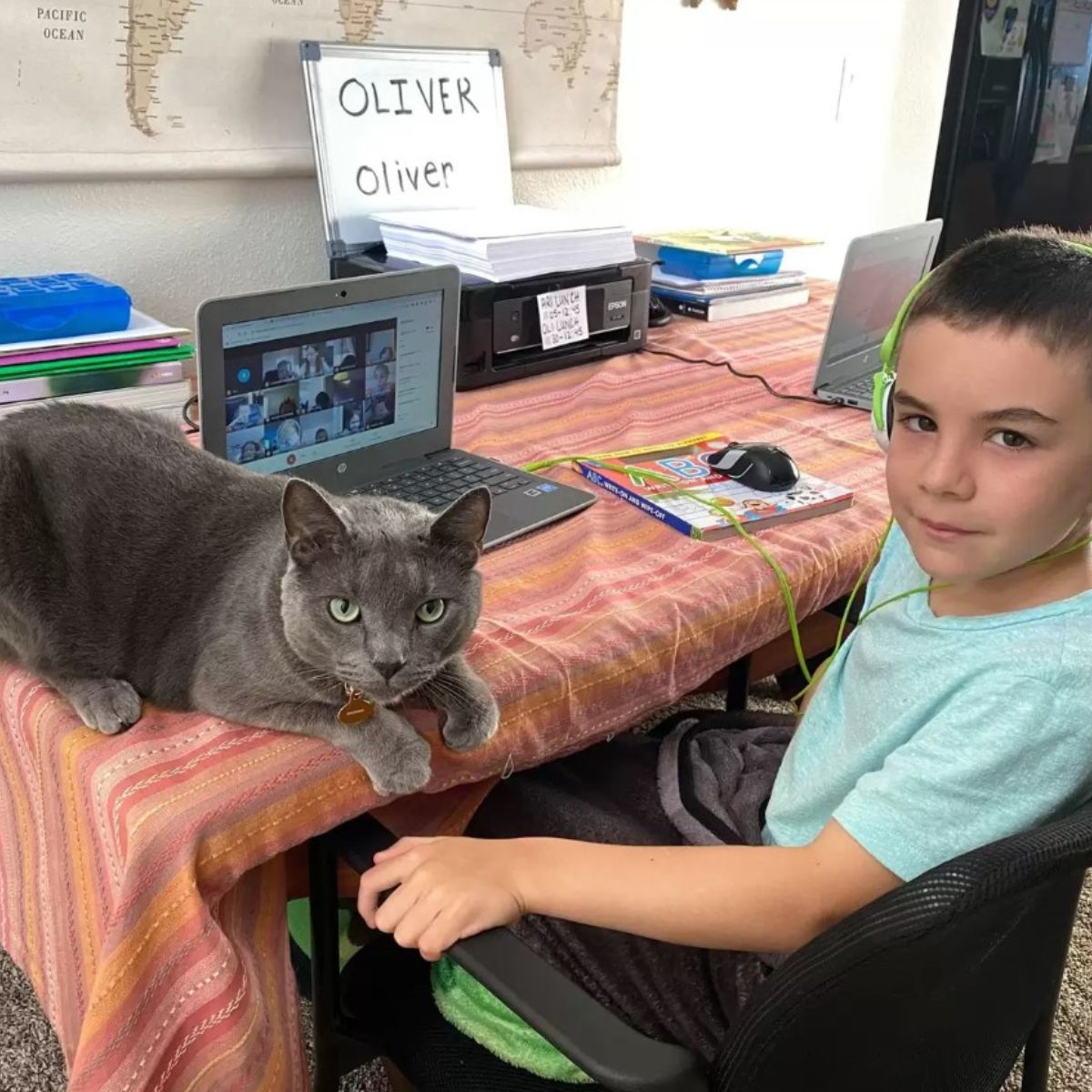 gray cat and kid