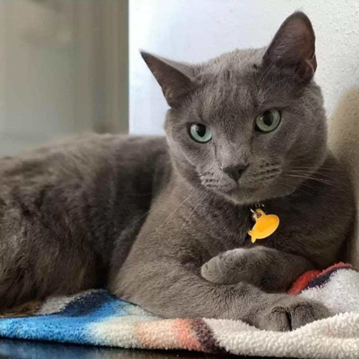 gray cat with blue eyes