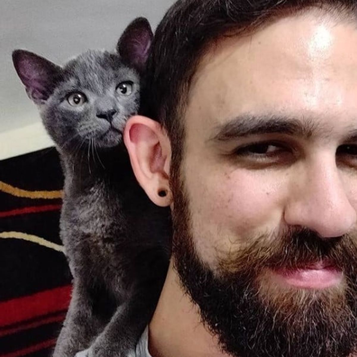 gray kitten on mans shoulders