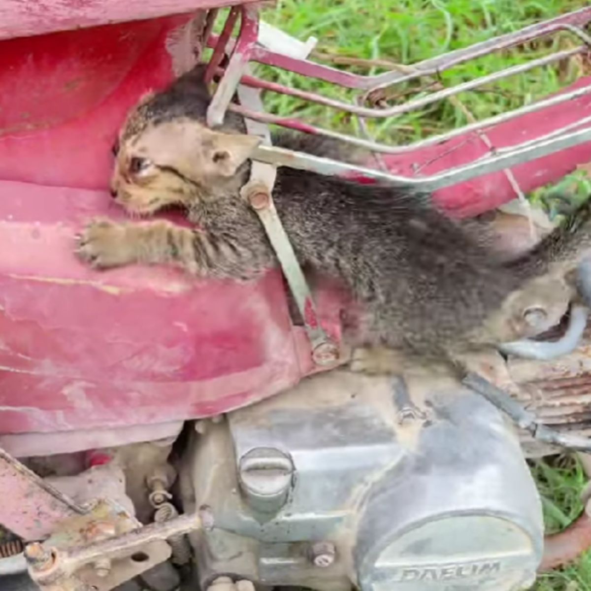 gray kitten stuck