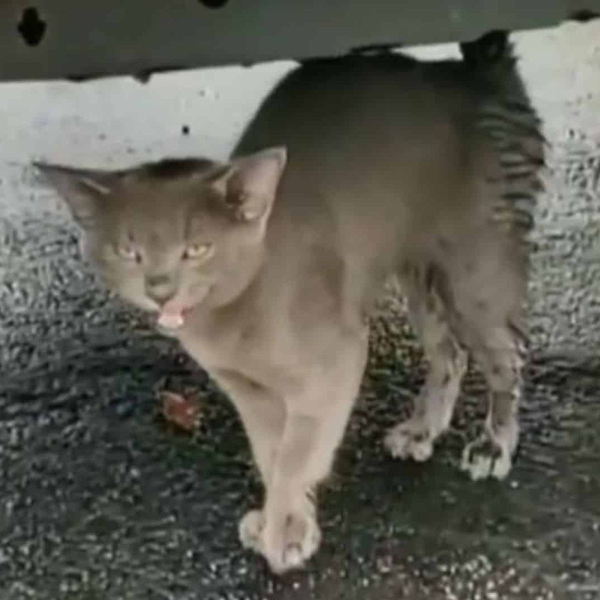 gray kitten under car