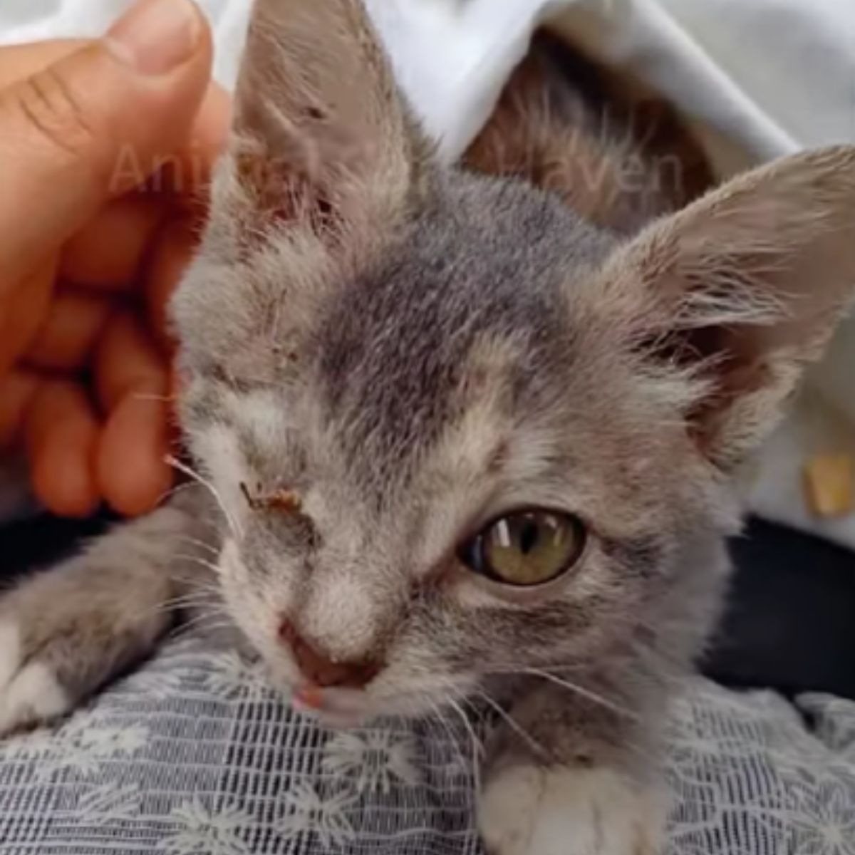 gray kitten with one eye