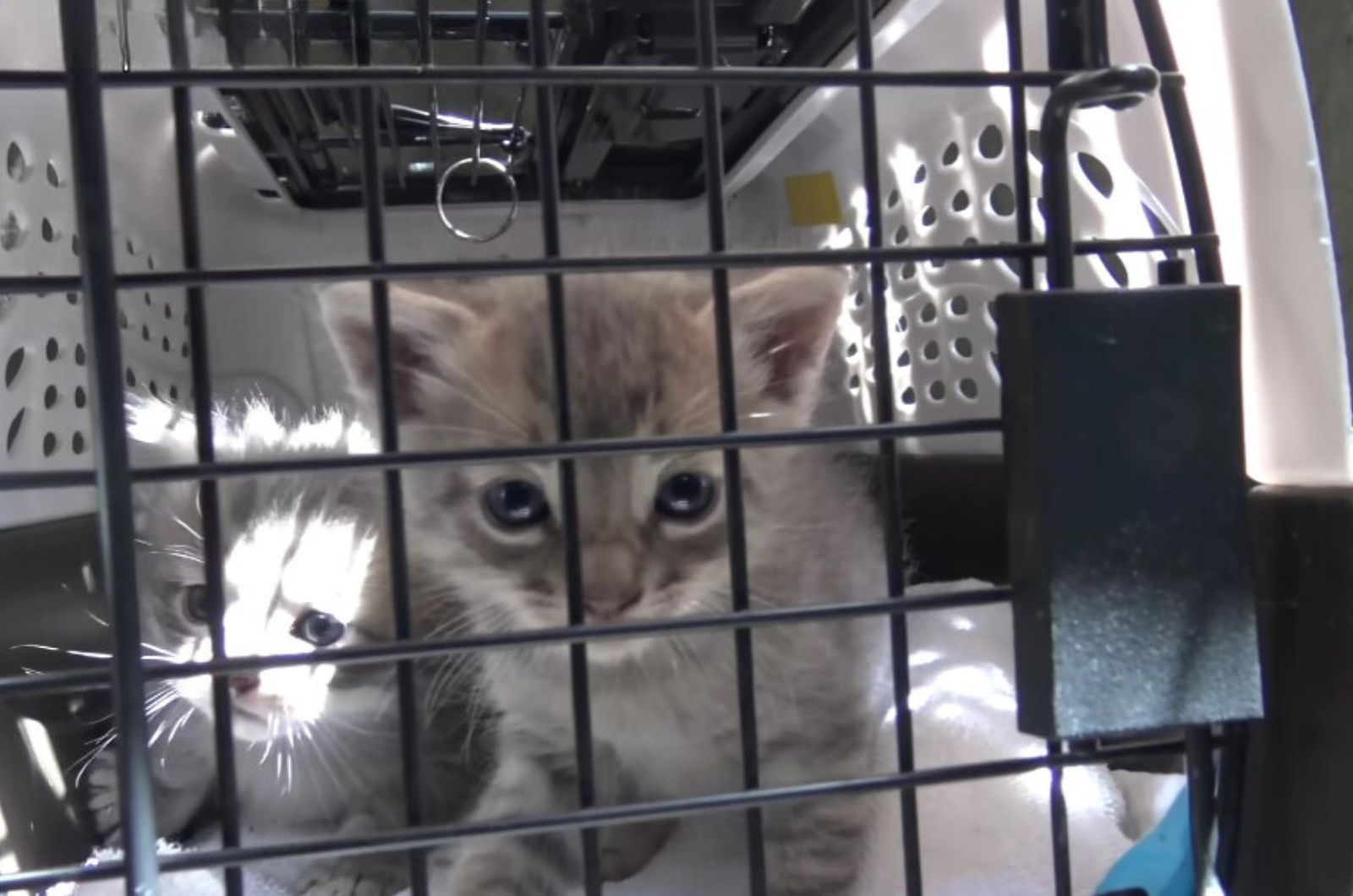 gray kittens in crate