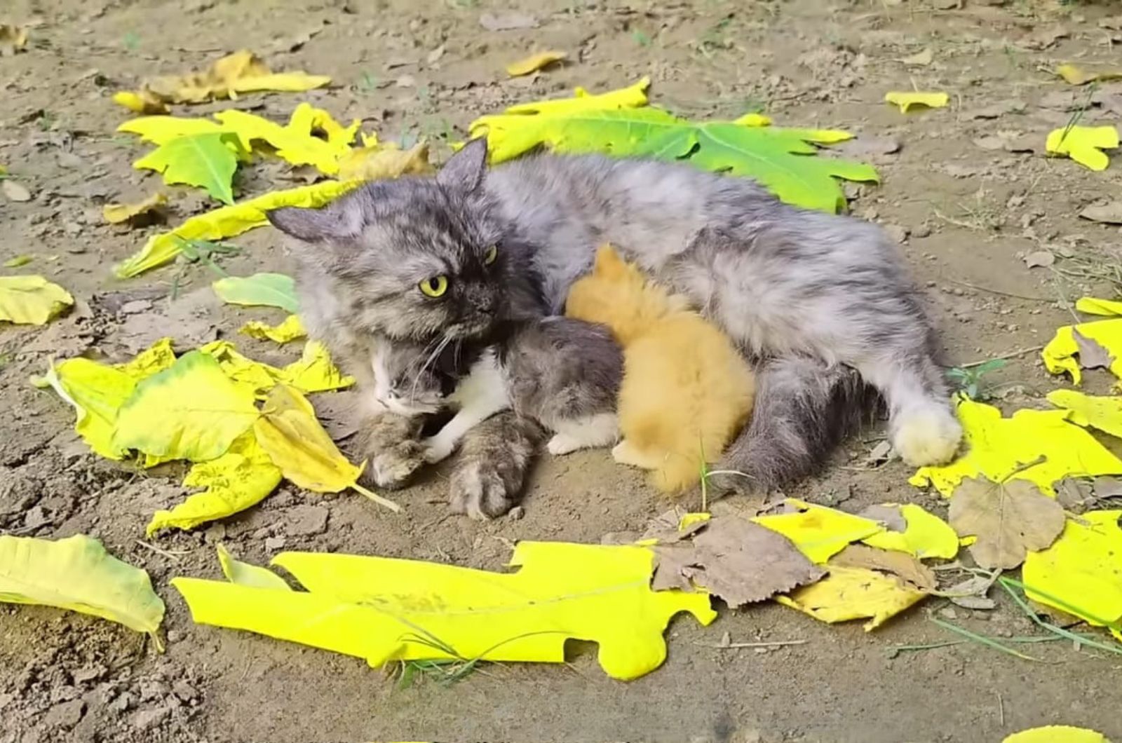 gray mother cat and kitten