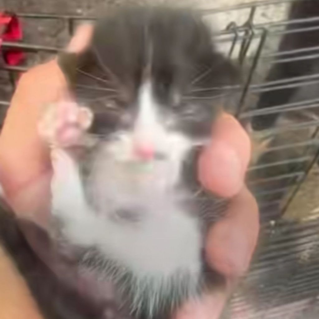 gray white kitten in the hand of a man