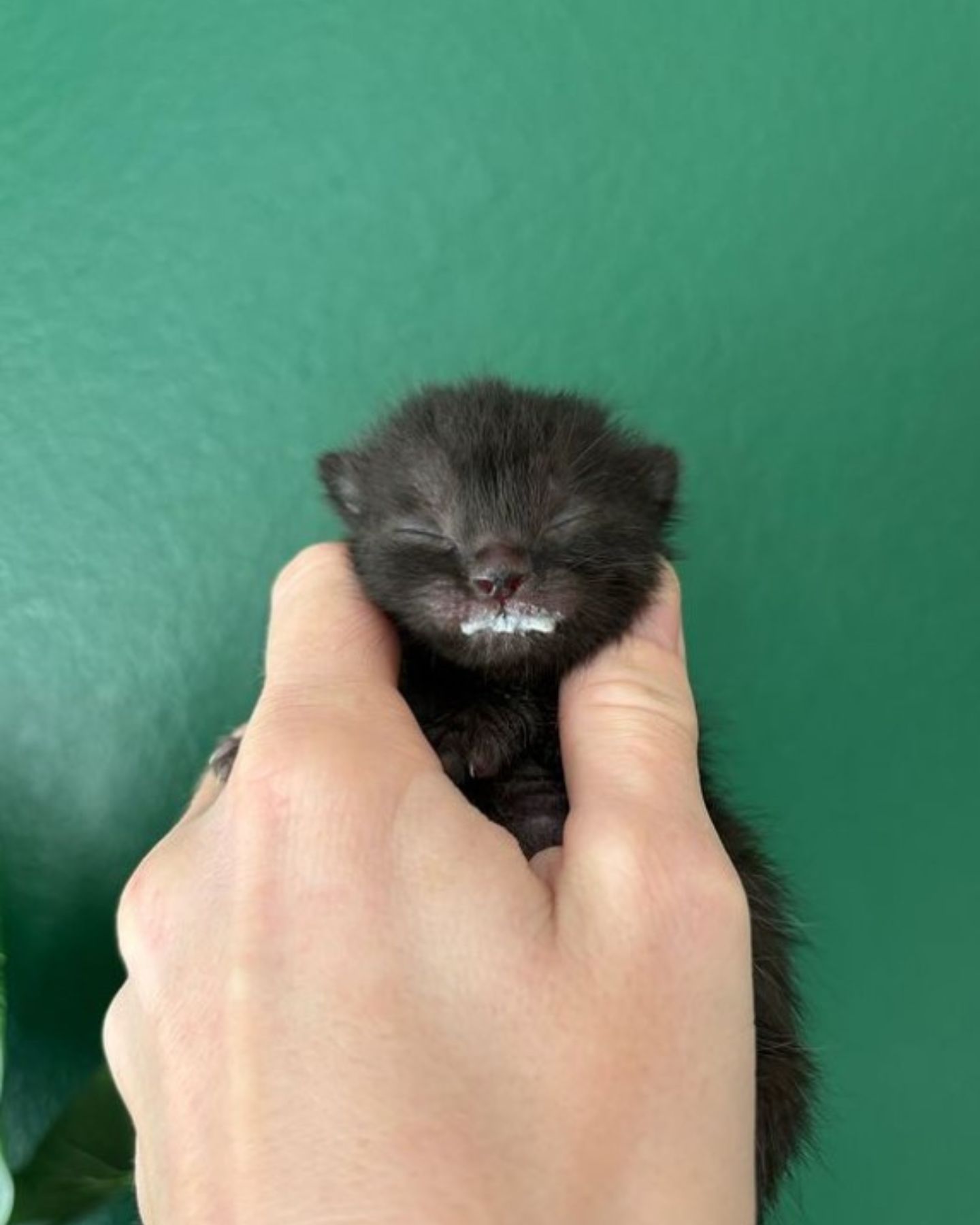 hand holding the kitten