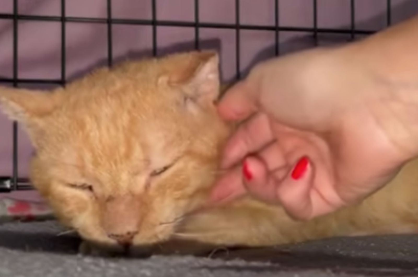 hand petting the cat