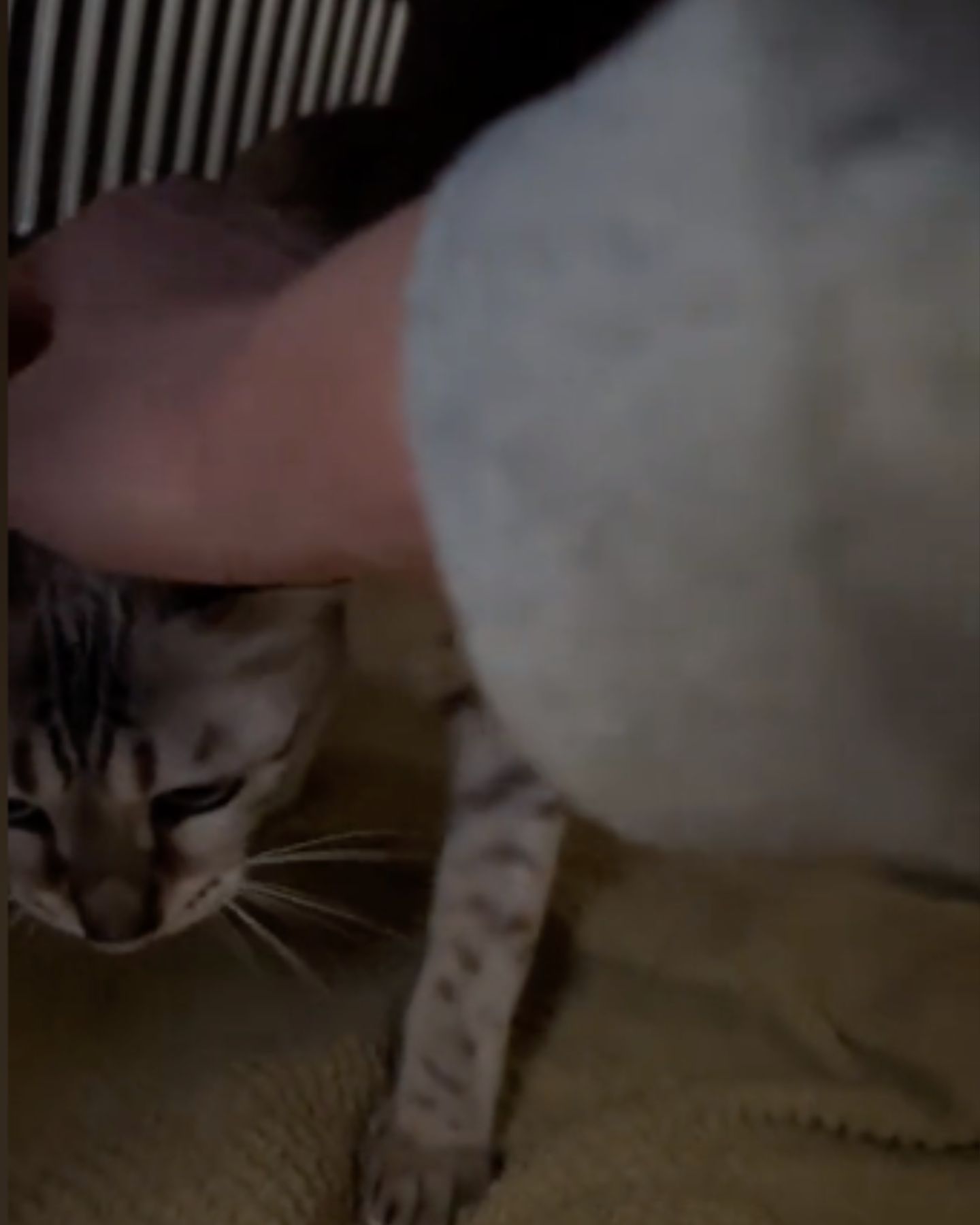 hand petting the cat