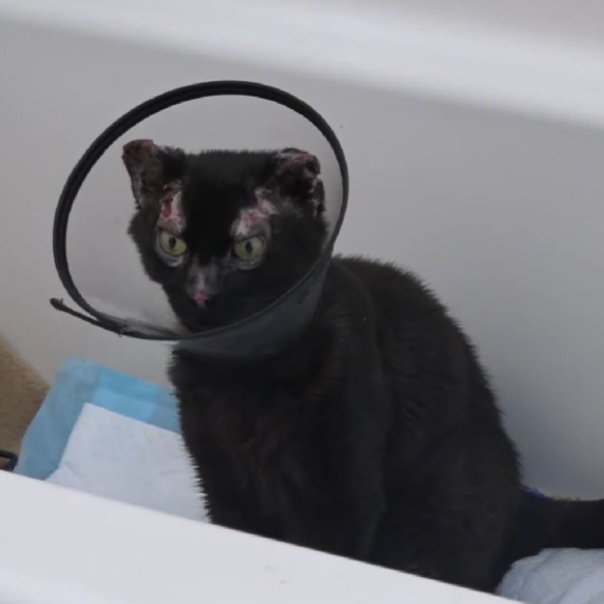 injured black cat