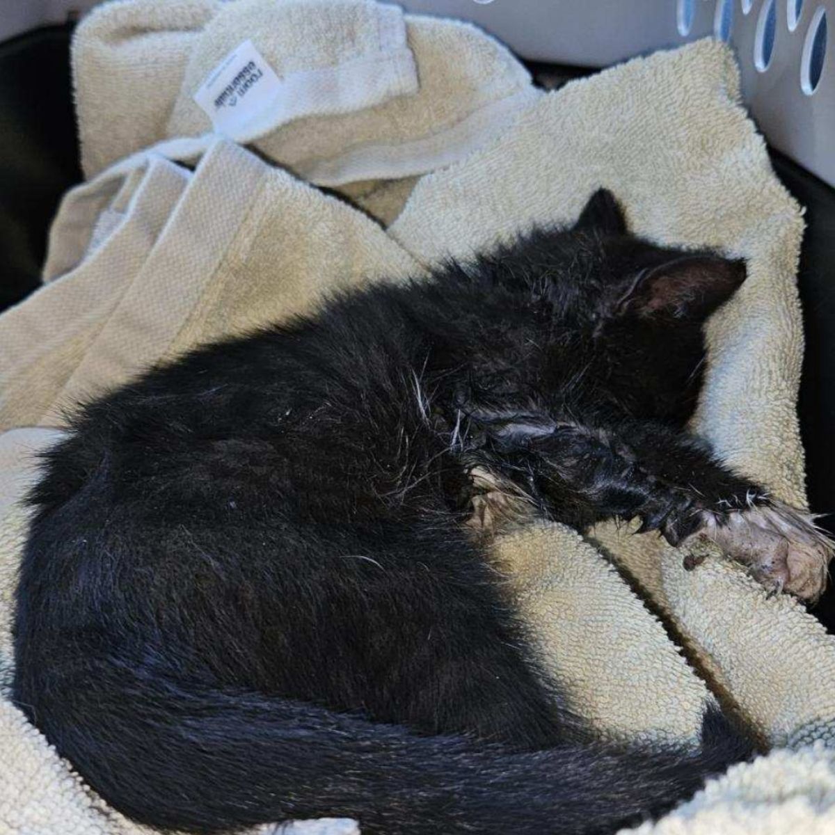 injured black kitten