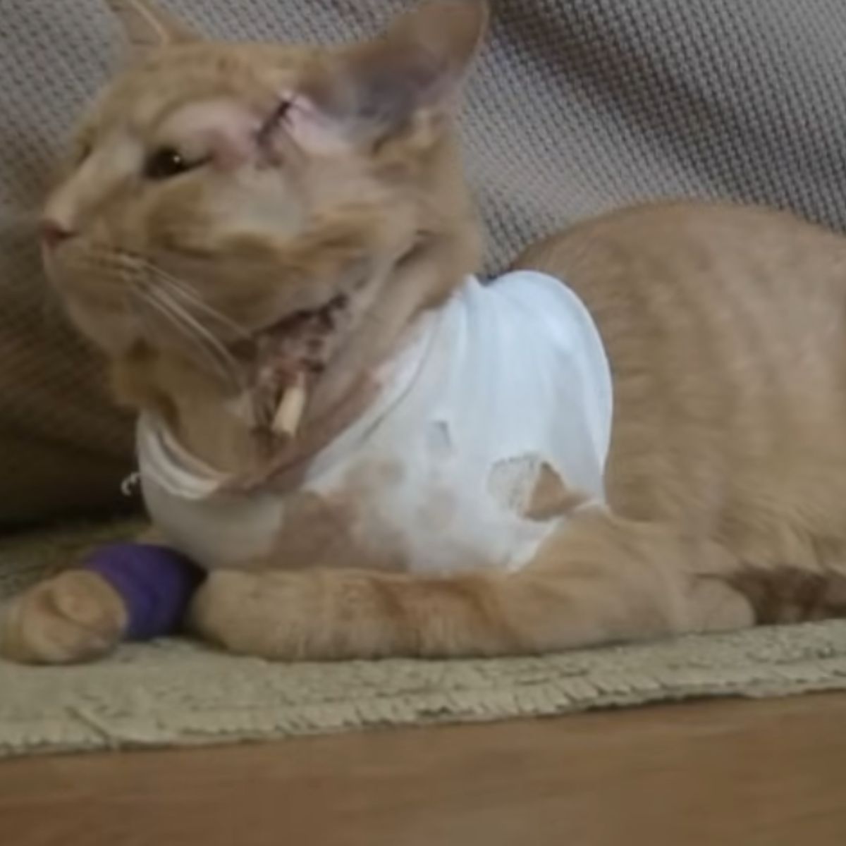 injured cat