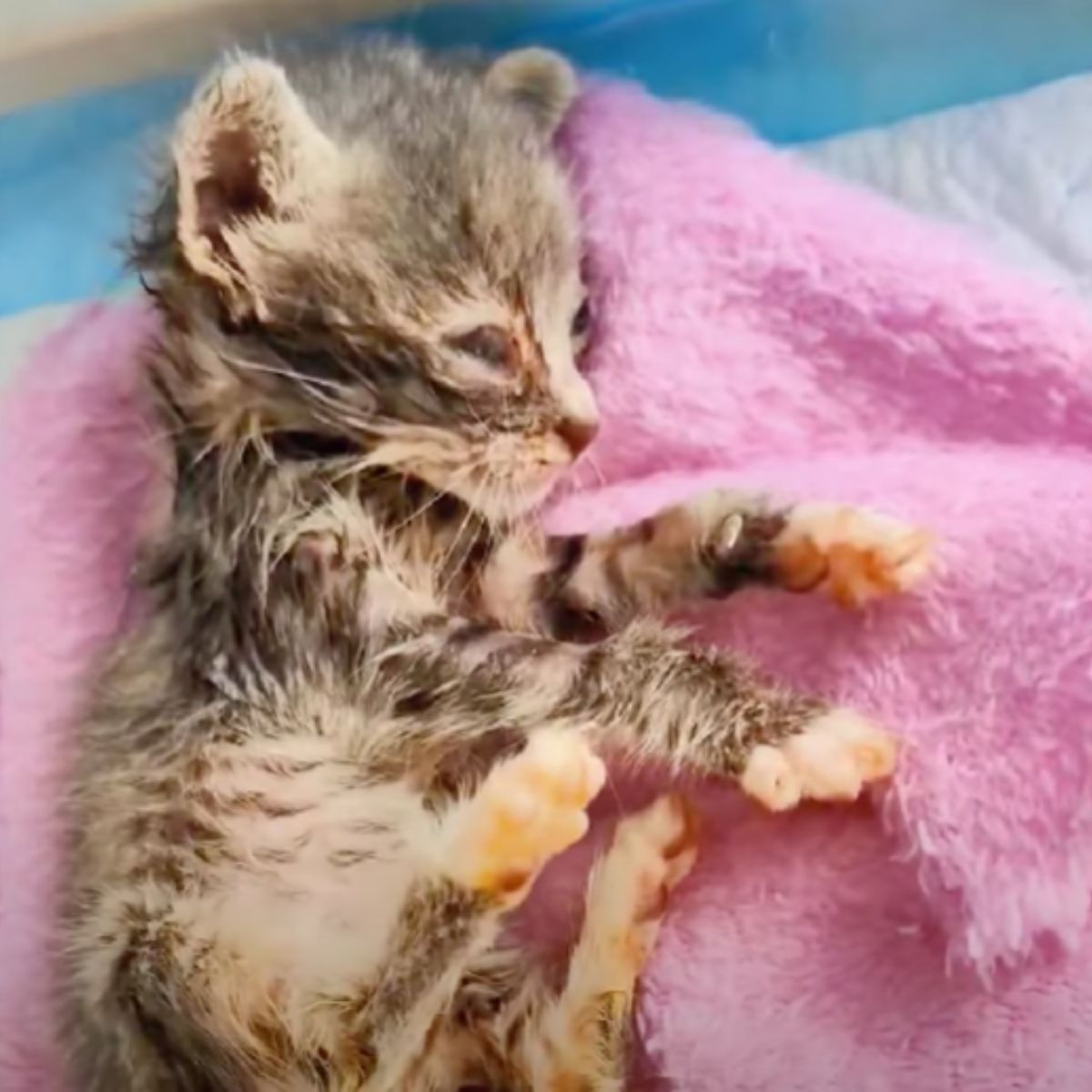 injured kitten laying on a towel