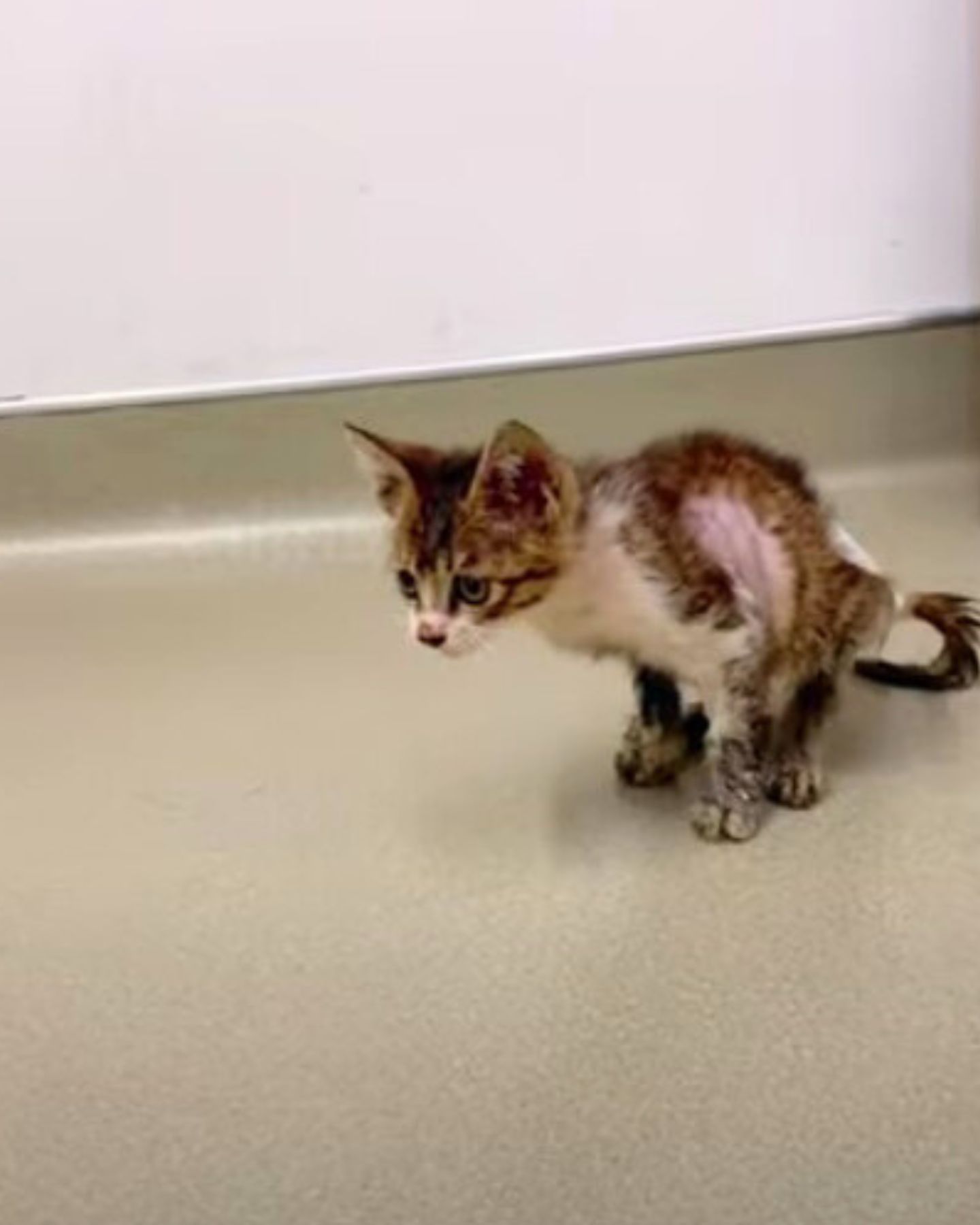 injured kitten walking