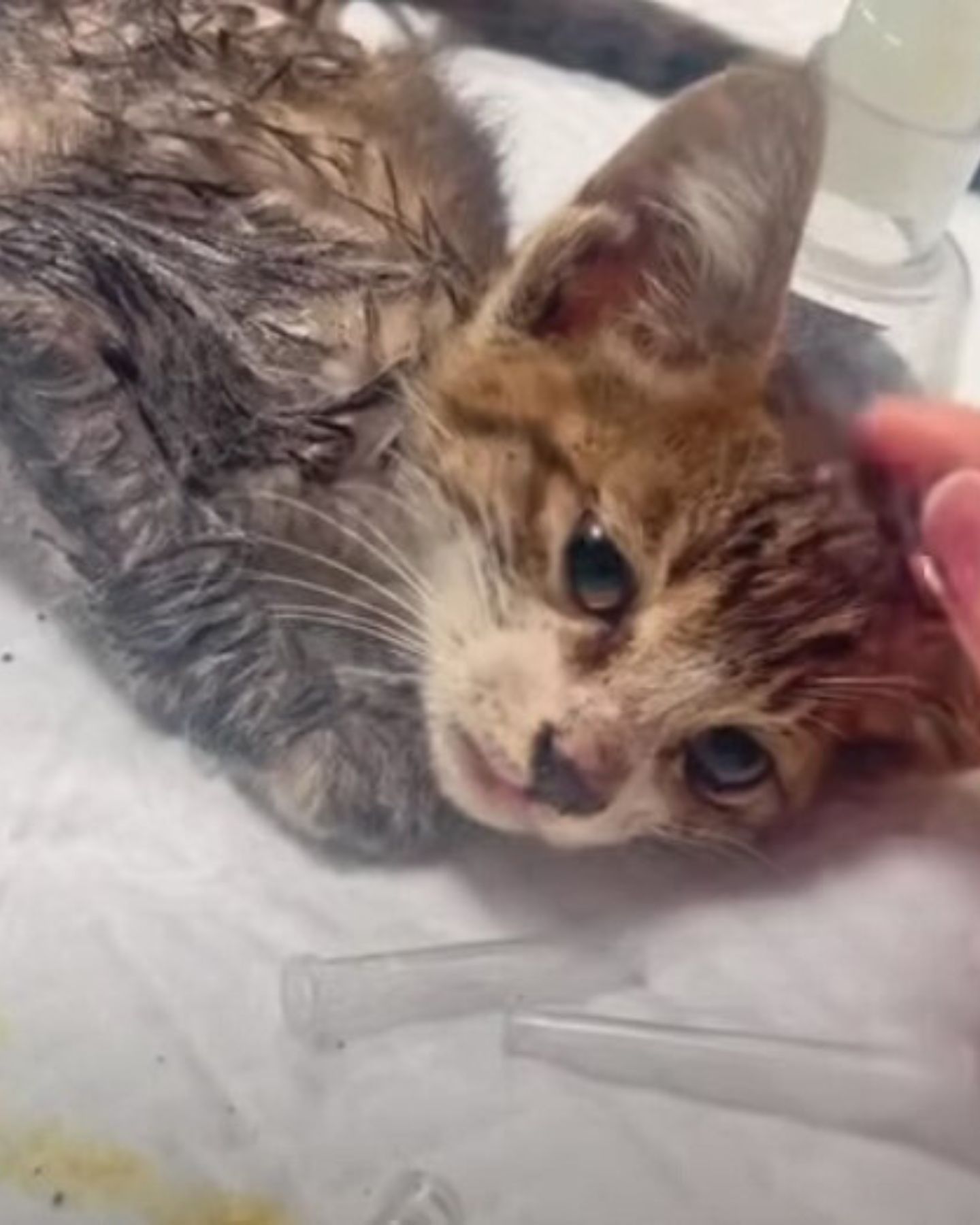 injured kitten