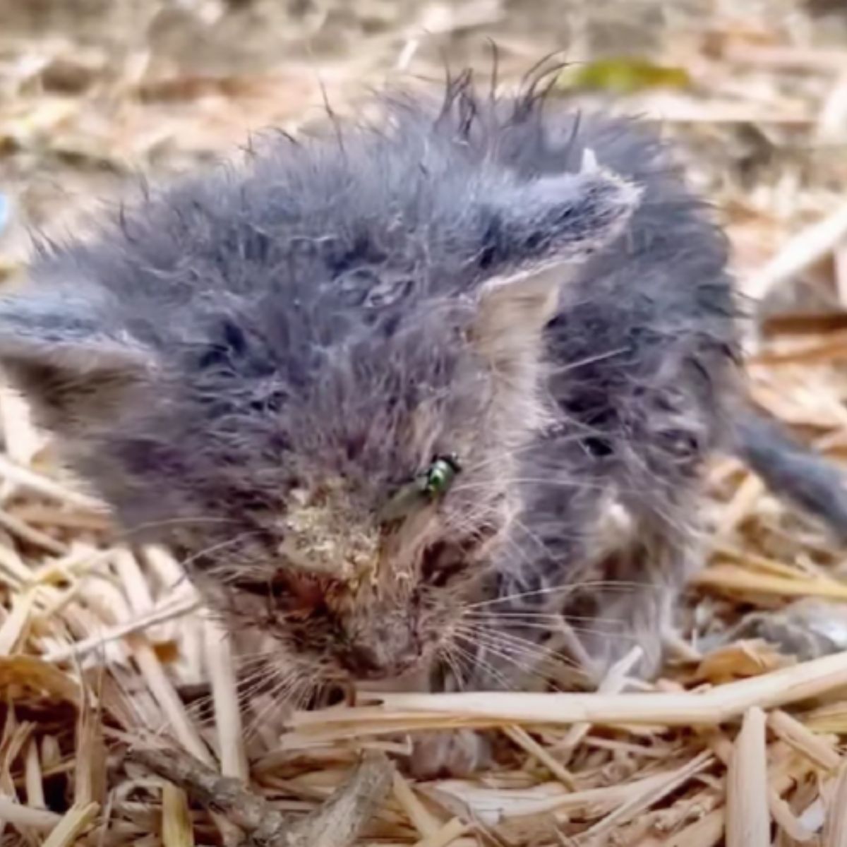 injured stray kitten