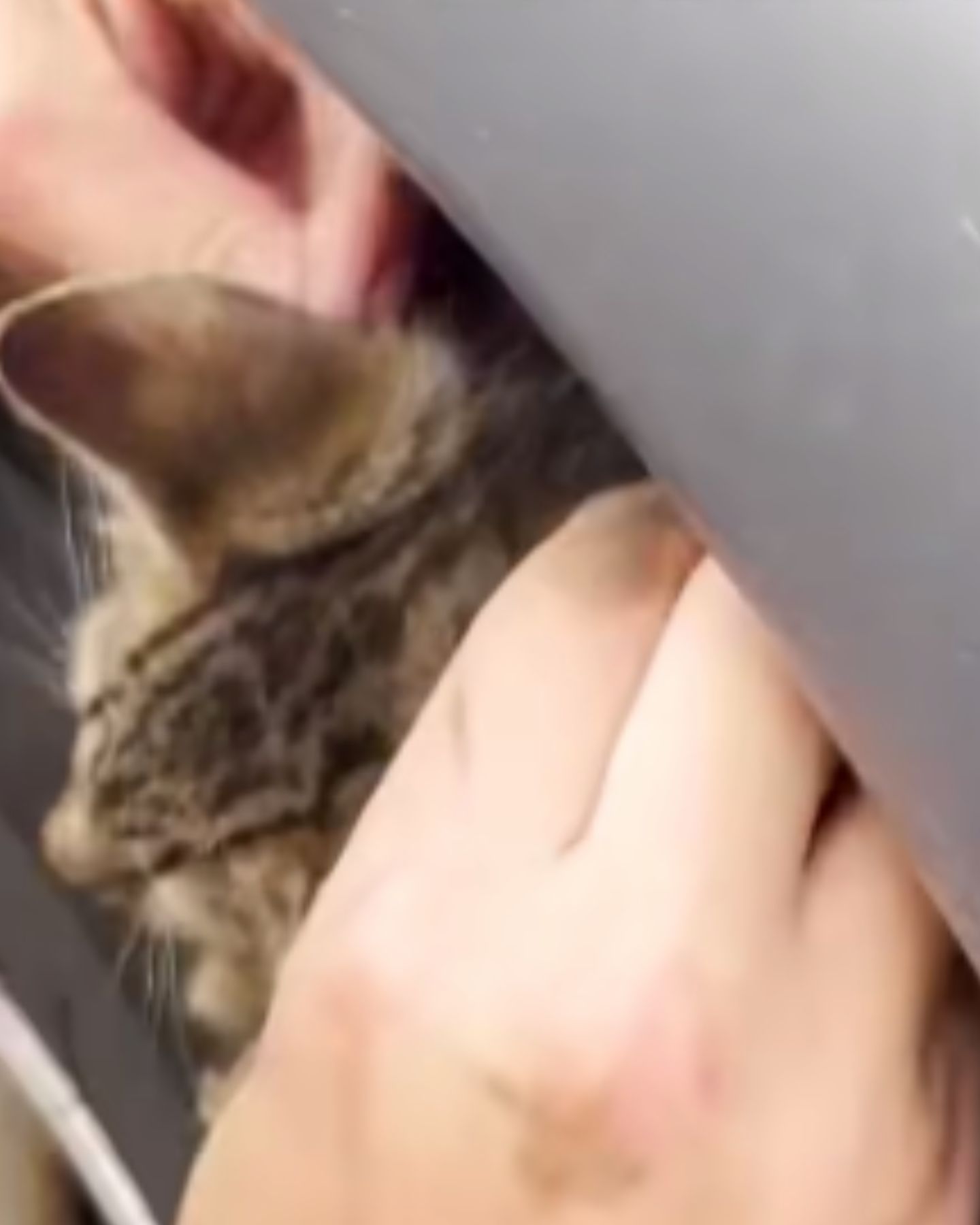 kitten being found under the car