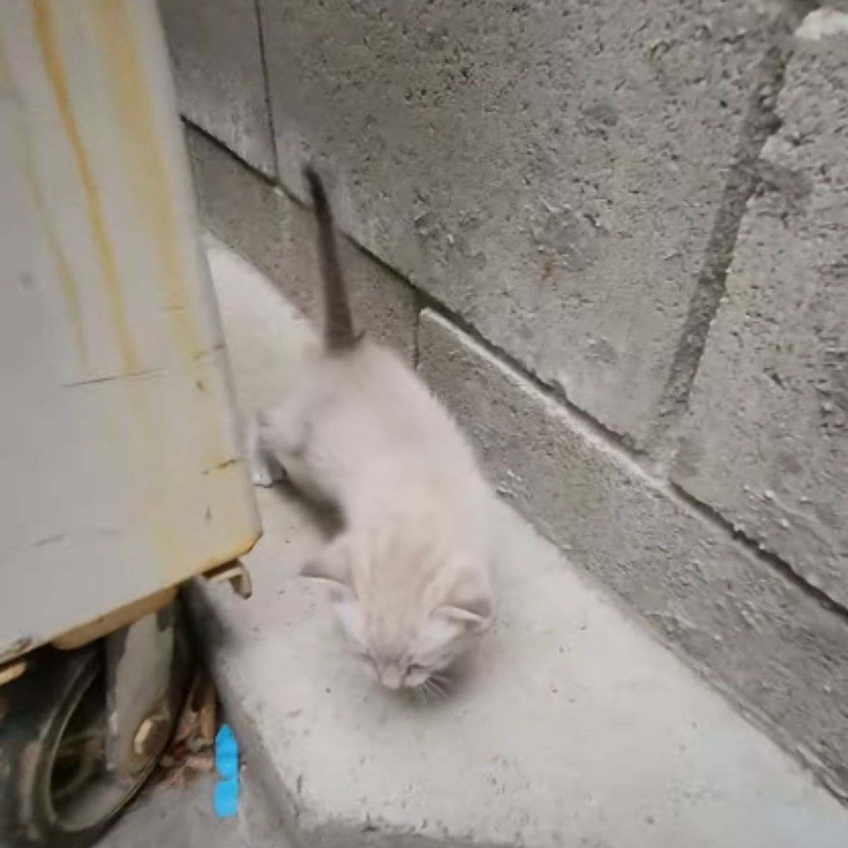 kitten coming out of a dumpster