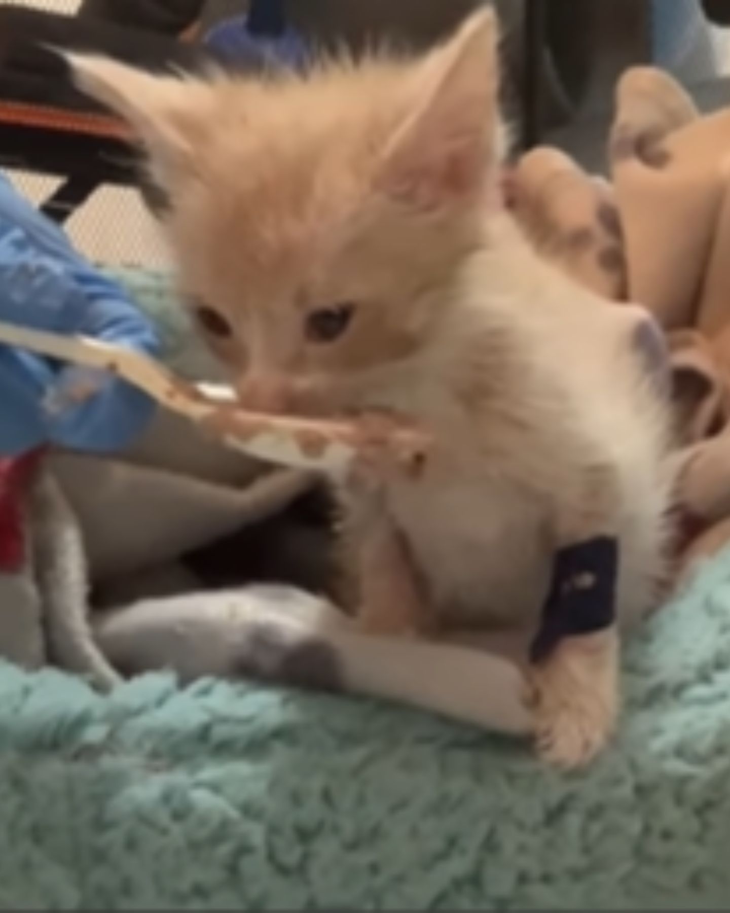 kitten eating from a spoon