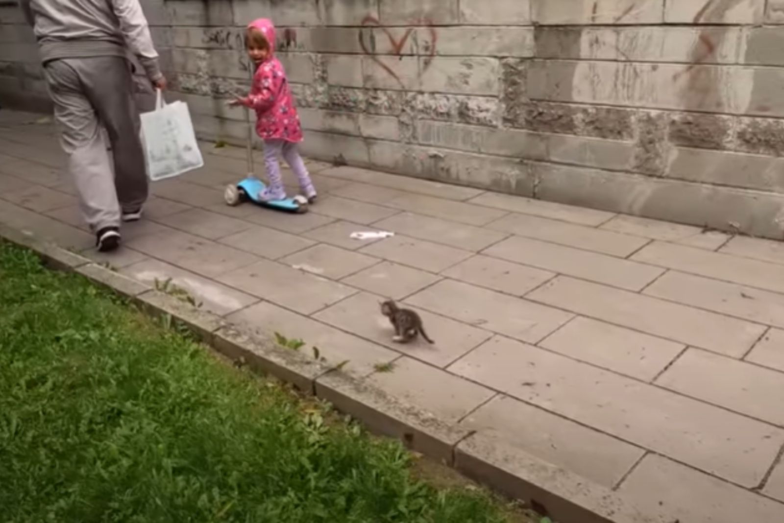 kitten following a child