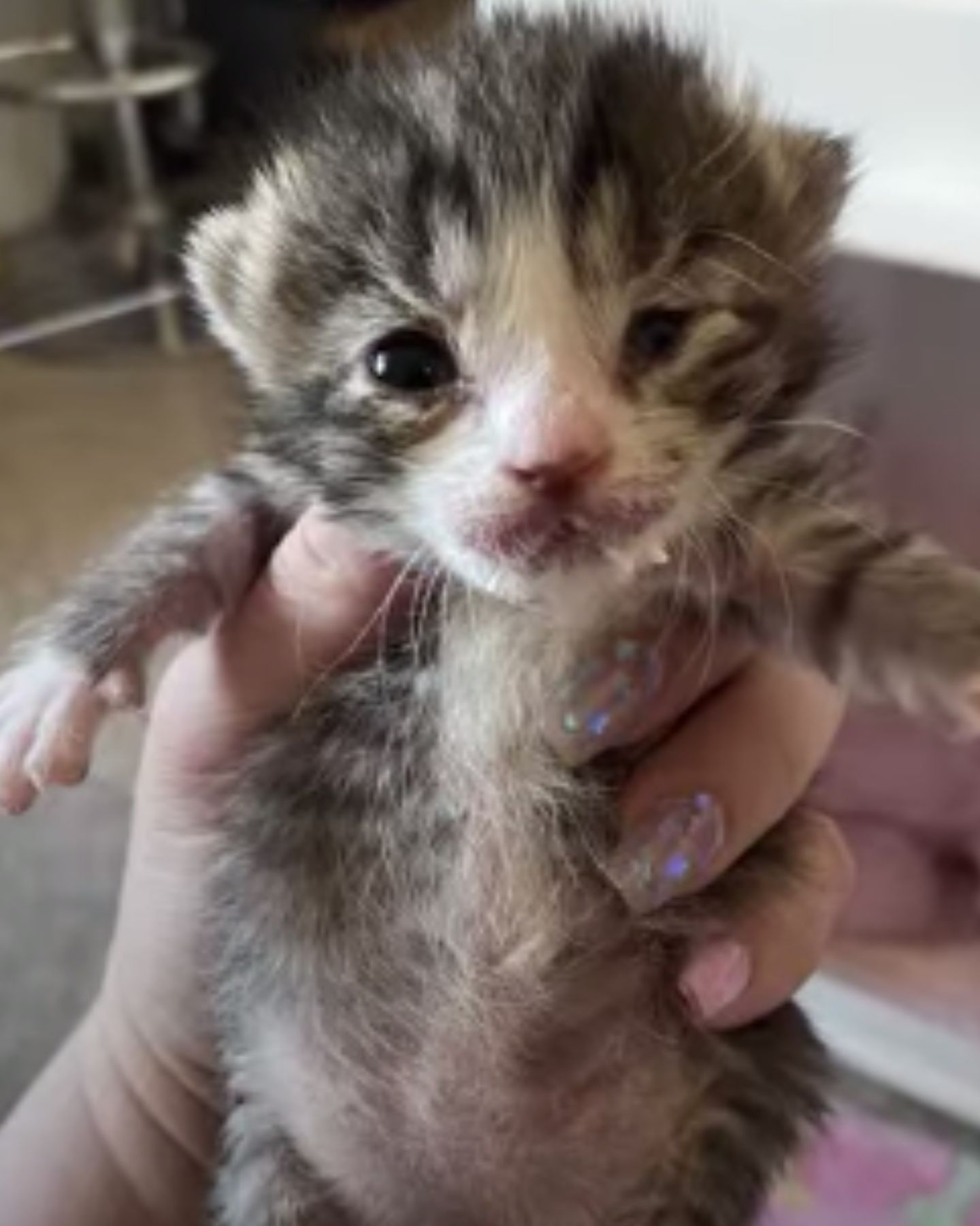 kitten held in hand