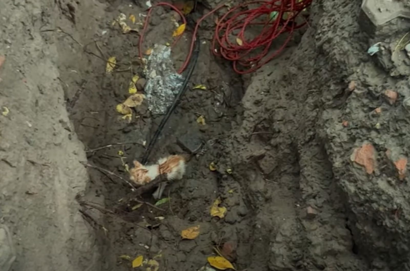 kitten in a mud with wires