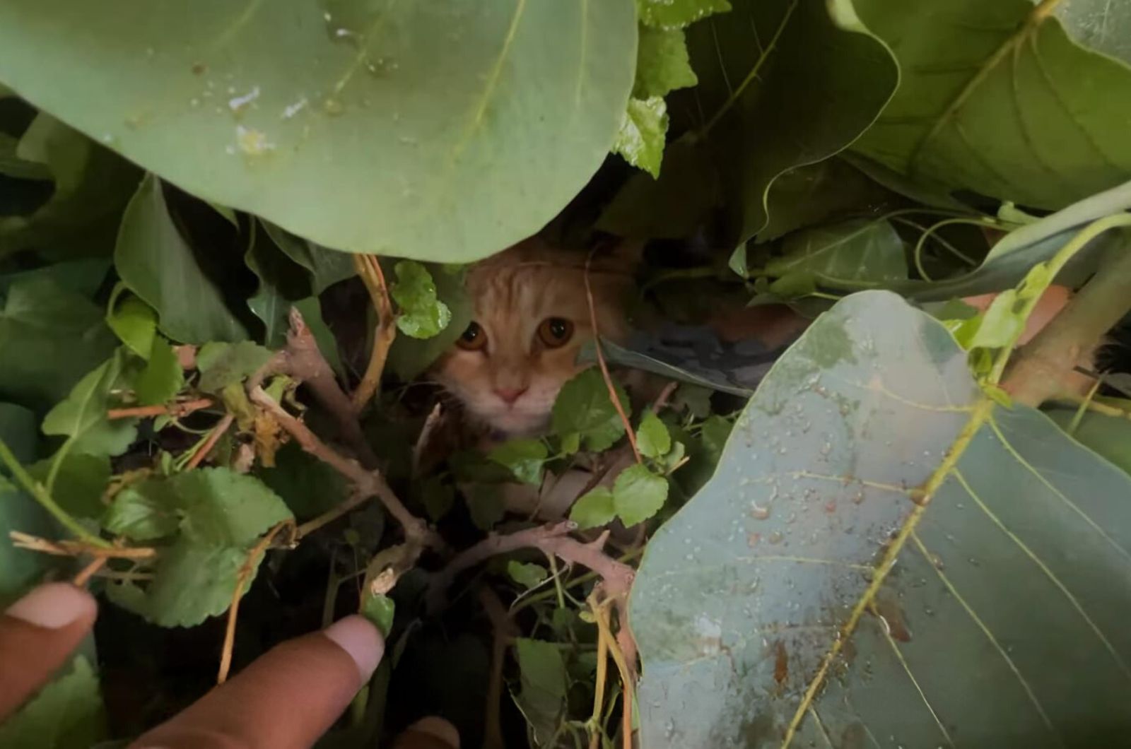 kitten in bush