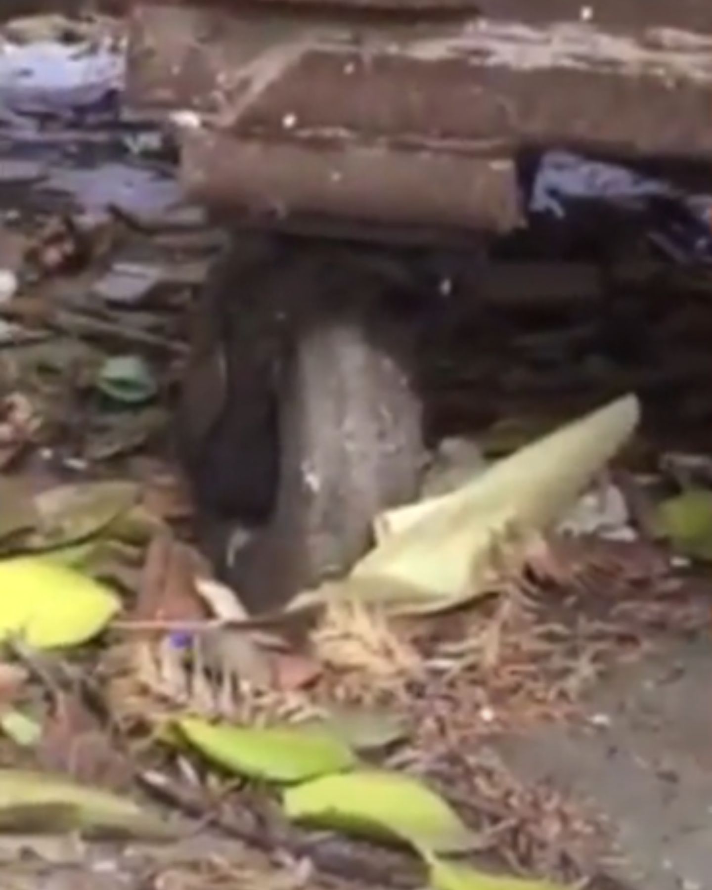 kitten in dumpster