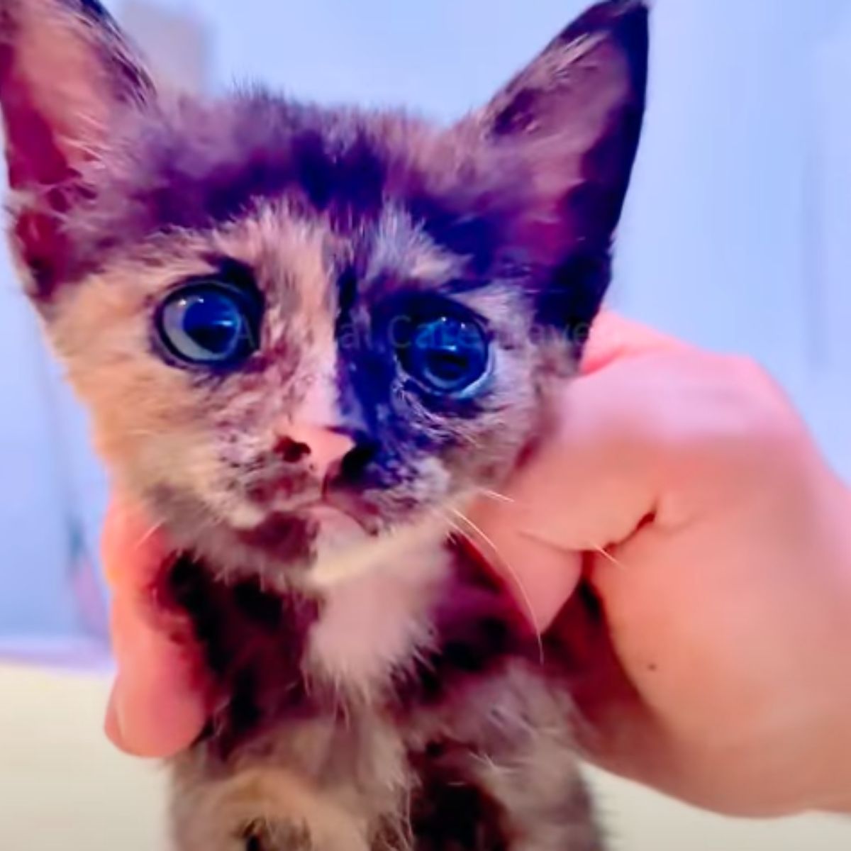 kitten in human hand