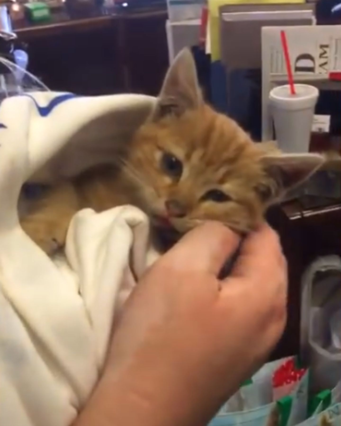 kitten in towel