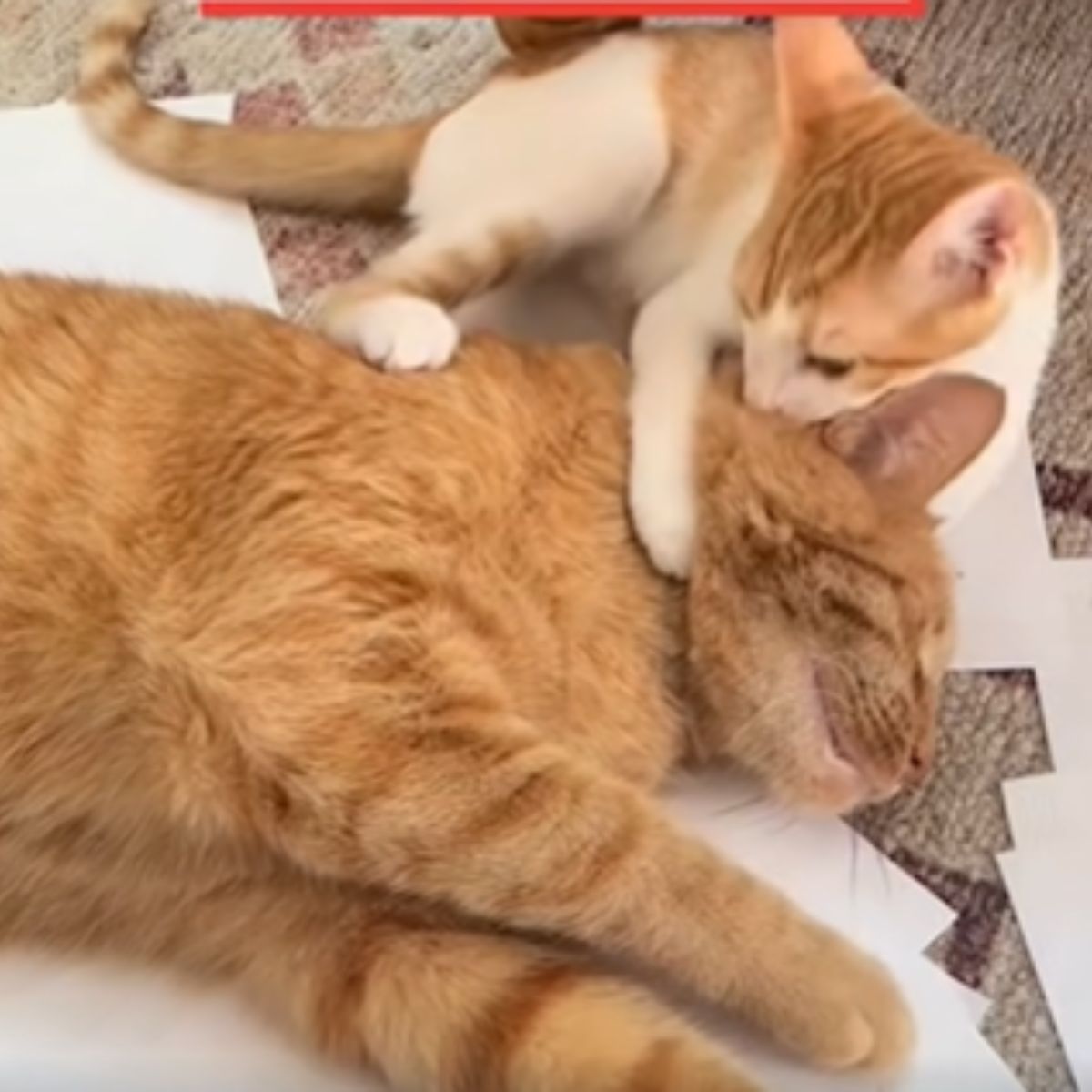 kitten kissing ginger cat