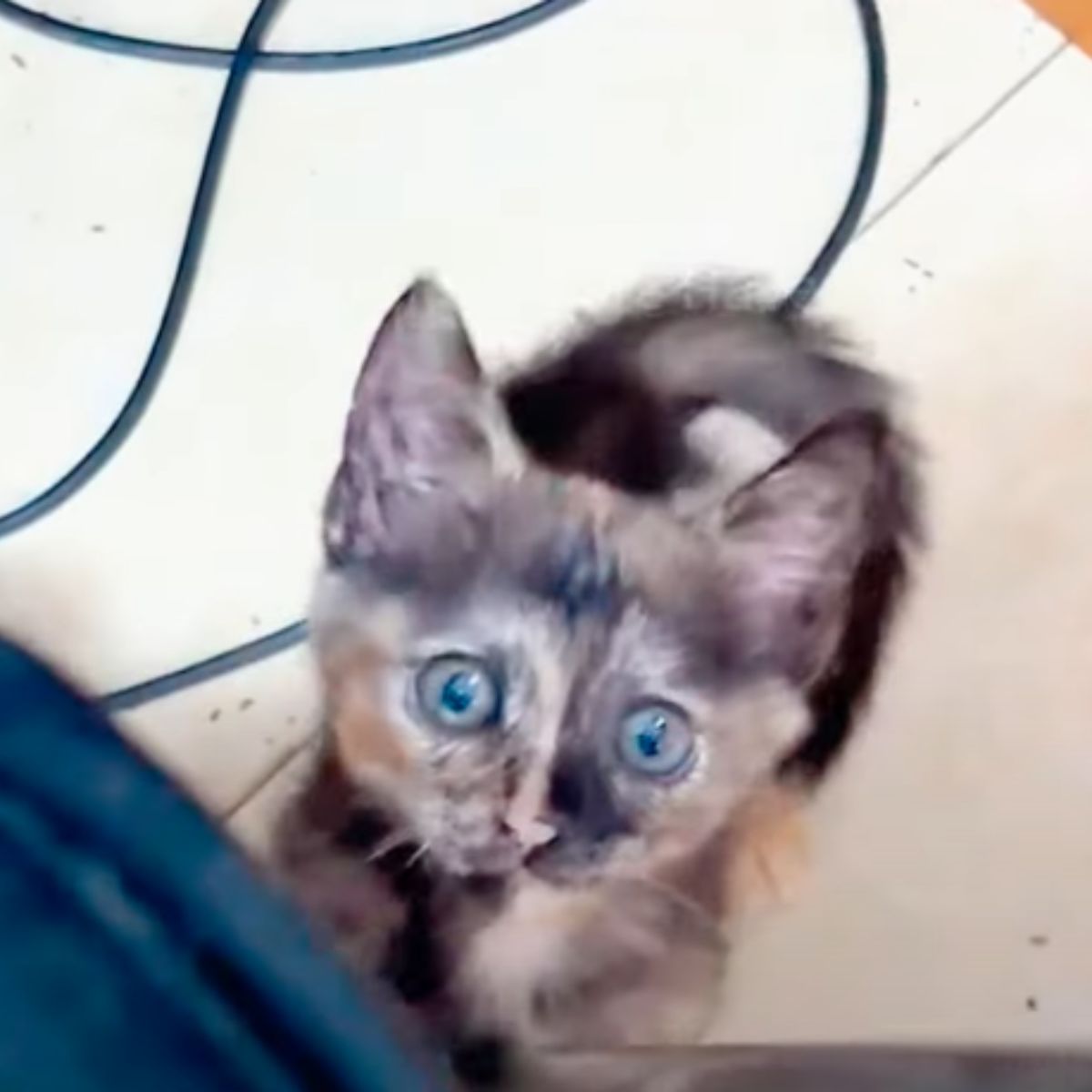 kitten looking up