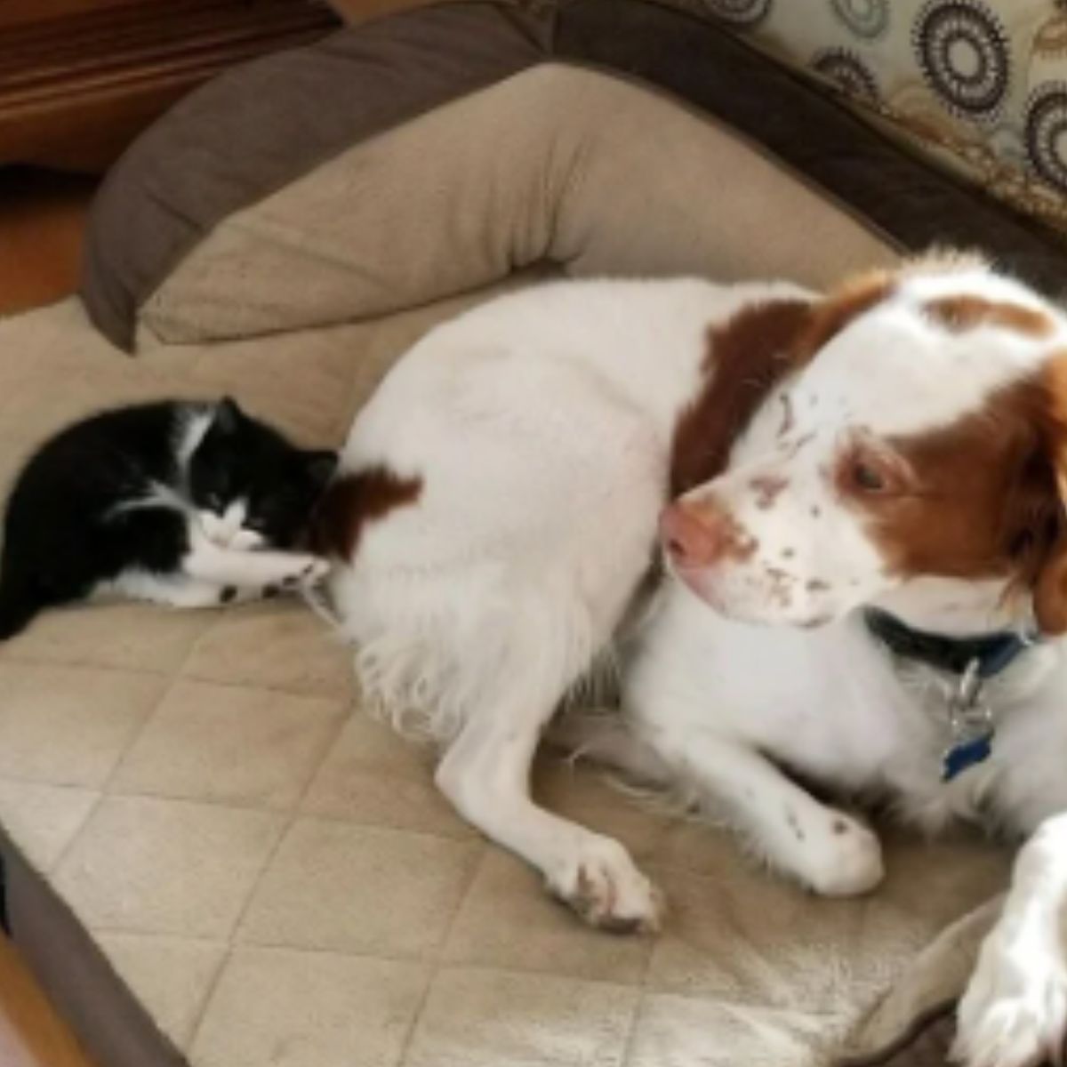 kitten lying next to a dog