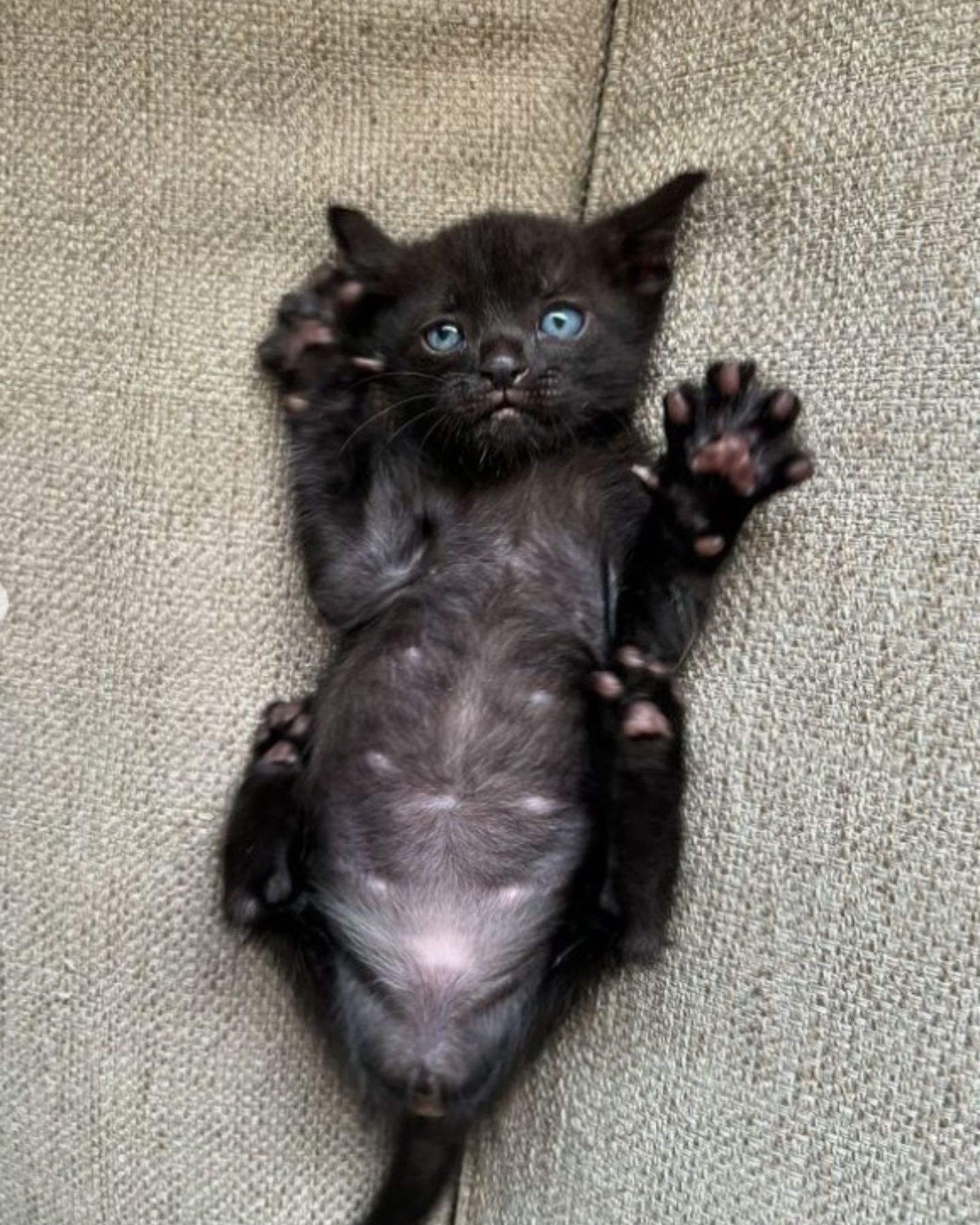 kitten lying on its back