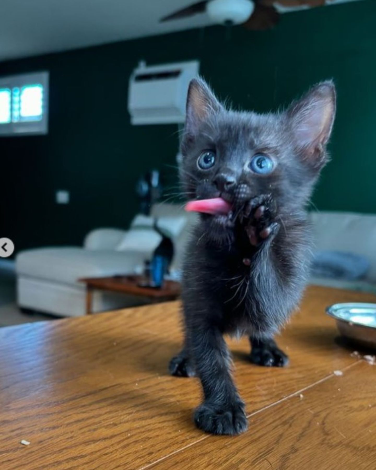 kitten on a table