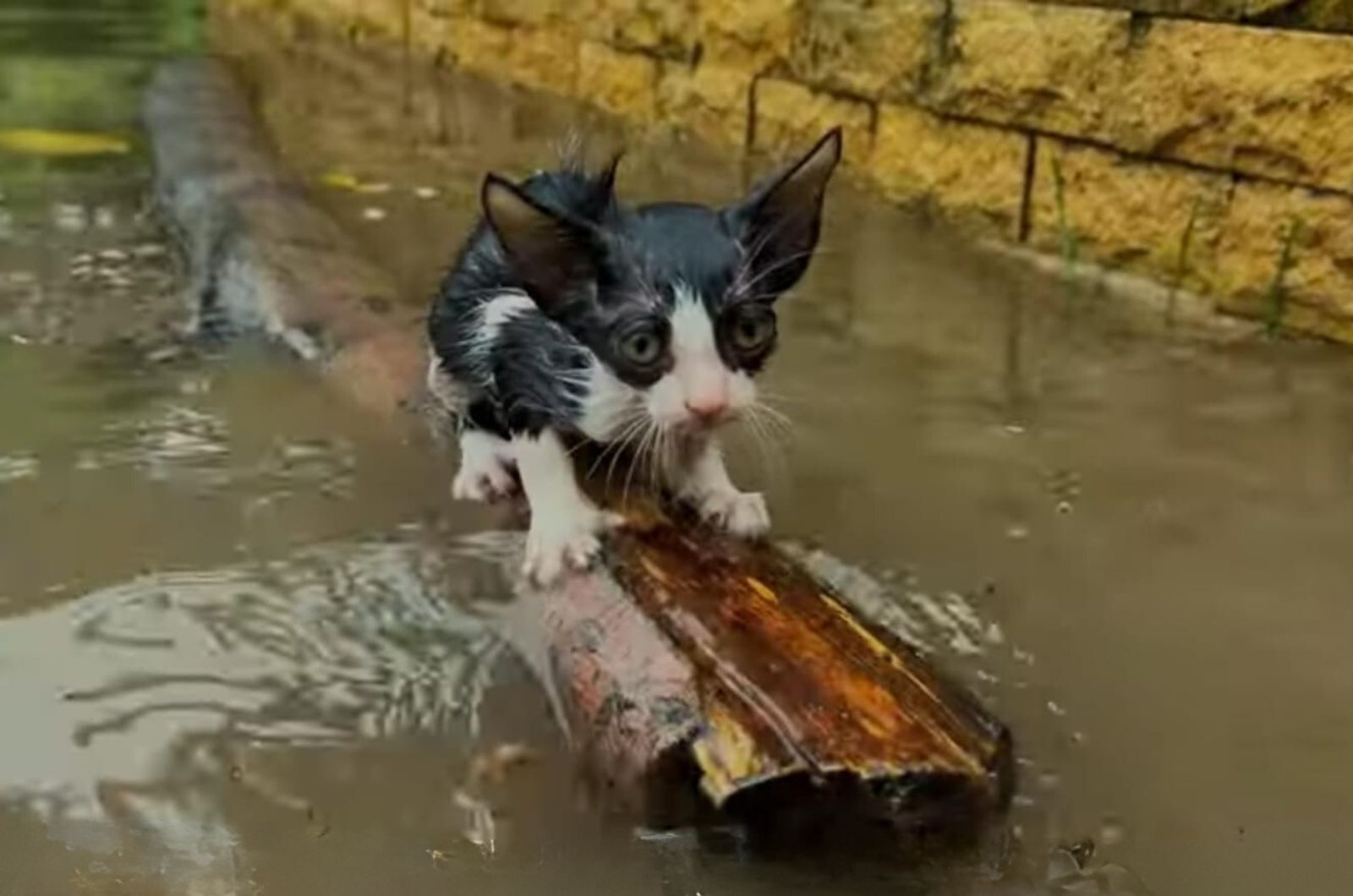 kitten on a wood