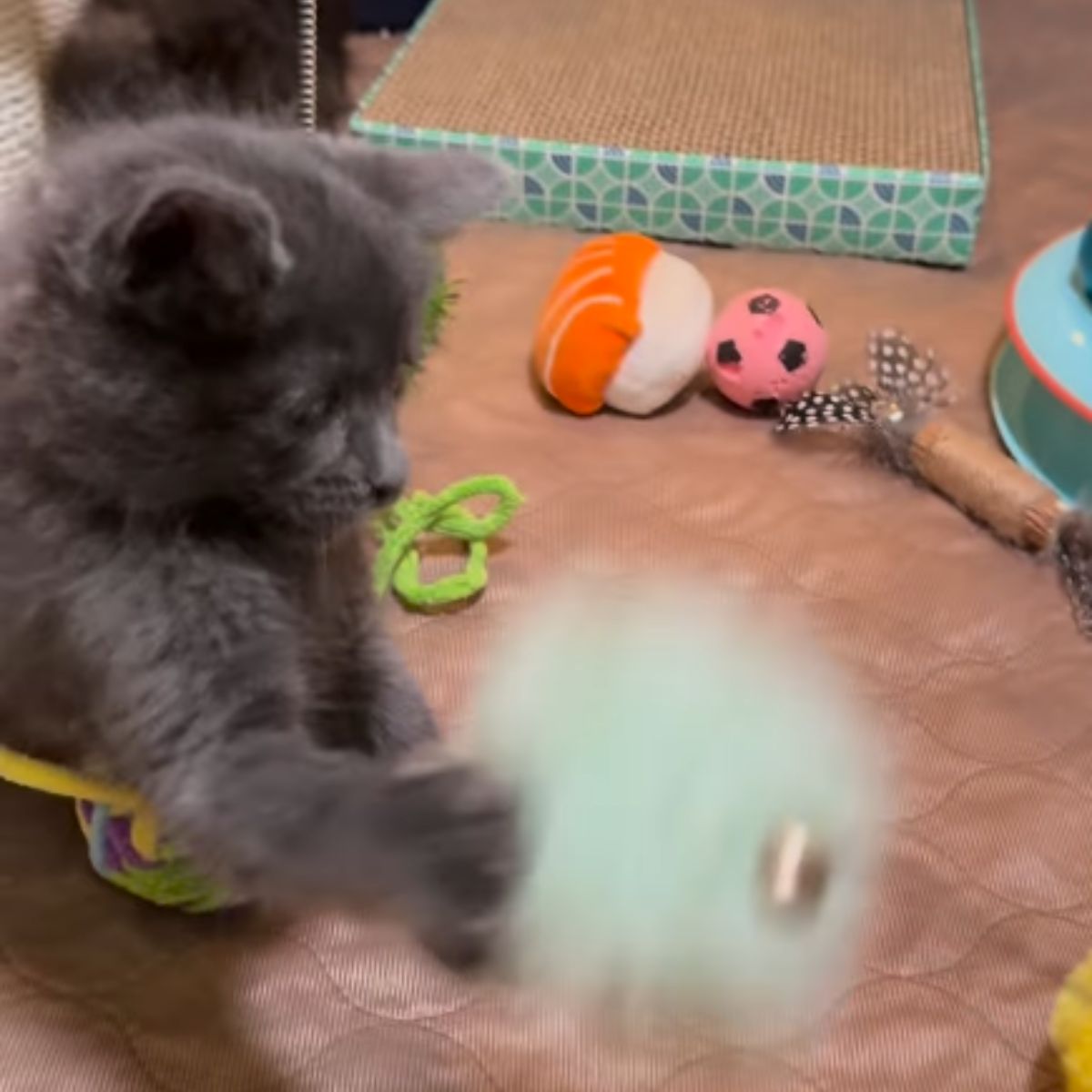 kitten playing