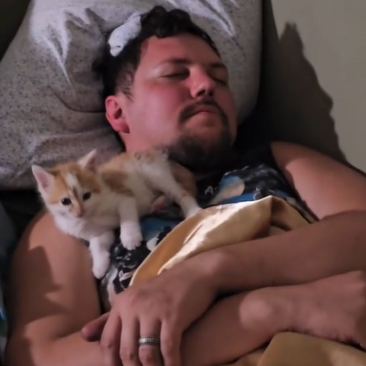 kitten sitting on sleeping mans chest