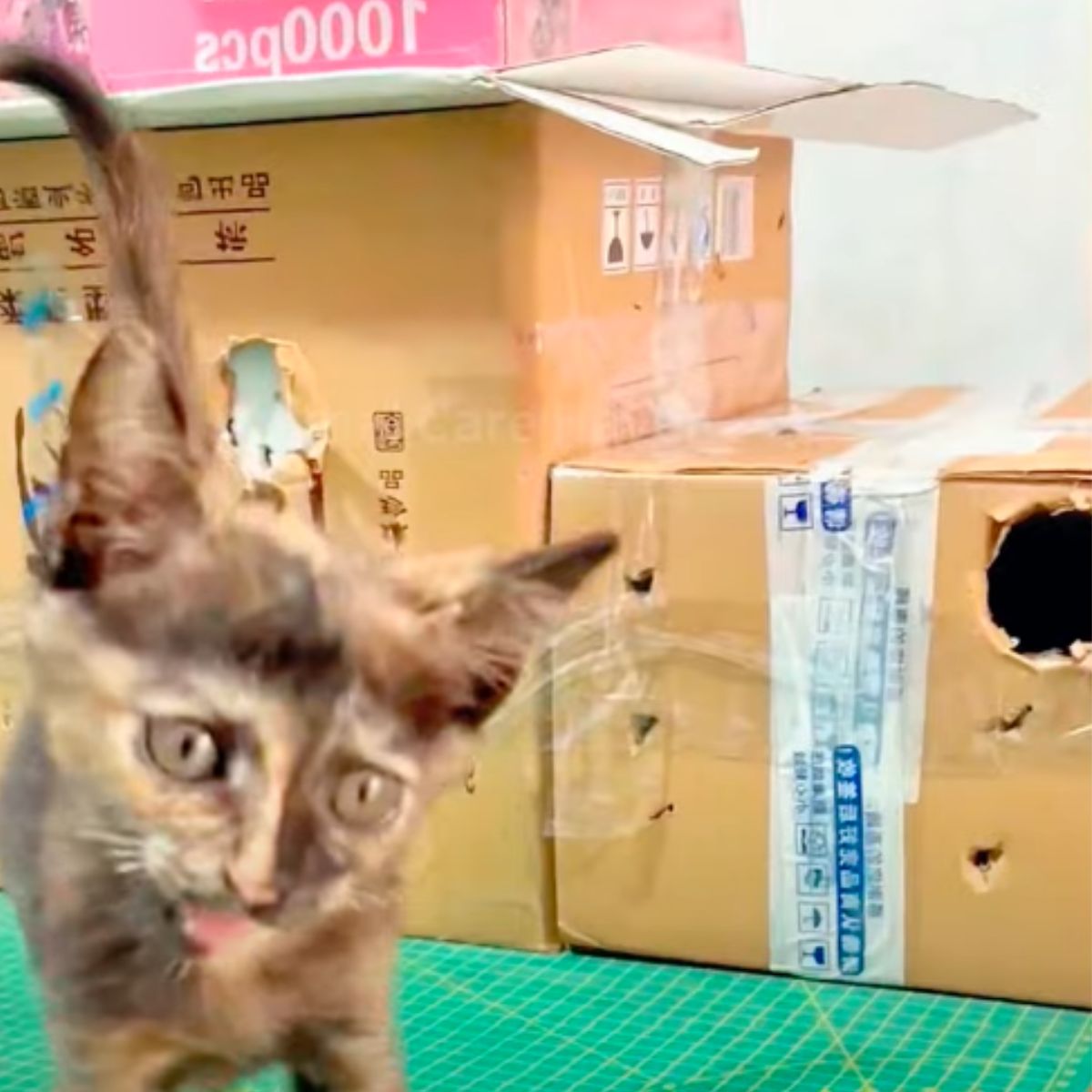 kitten standing by the cardboxes