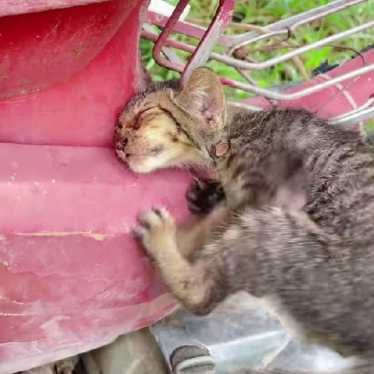 kitten stuck on a motorcycle