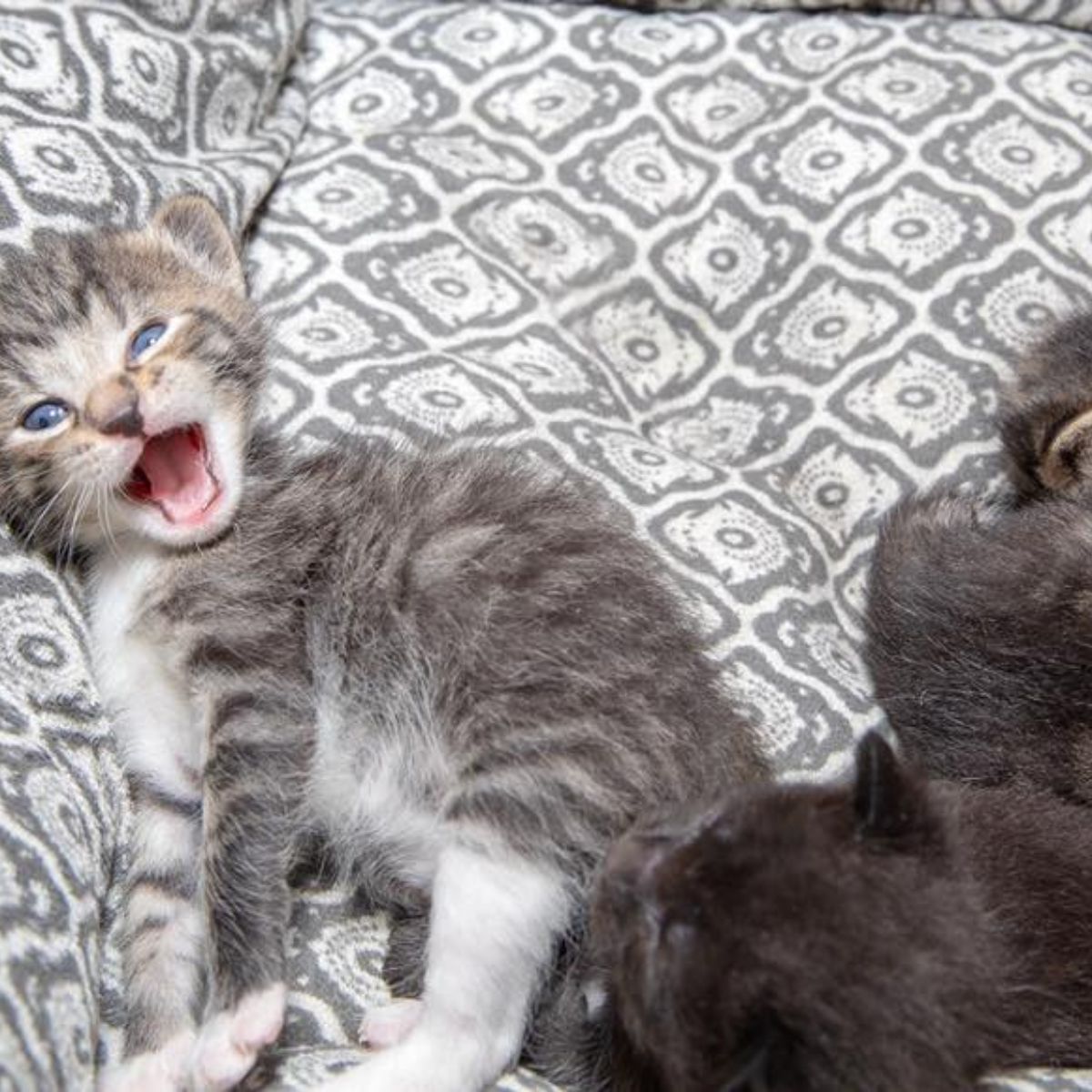 kitten yawning