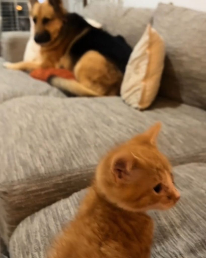 kittens and a German shepherd on the couch