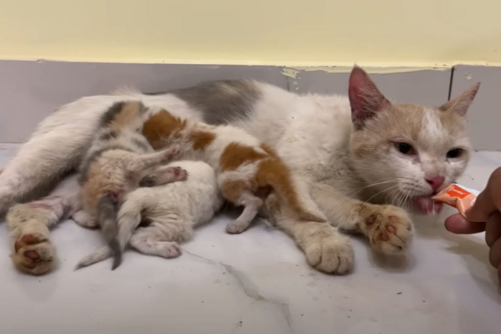 kittens are nursing mother cat