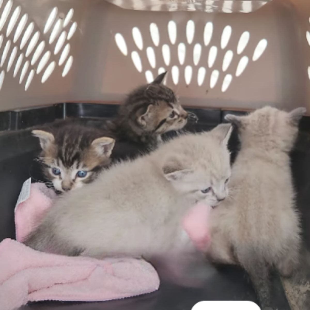 kittens in a kennel