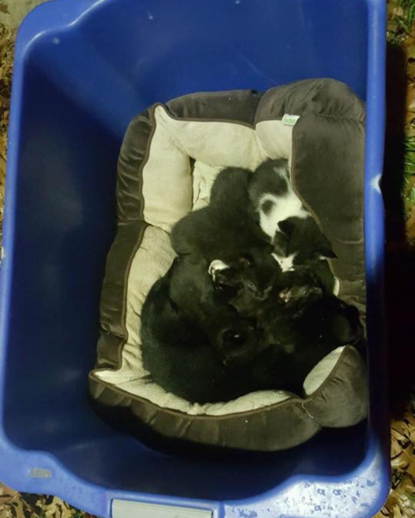 kittens in laundry basket