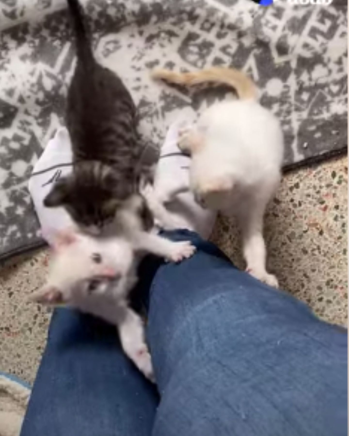 kittens looking up at their owner