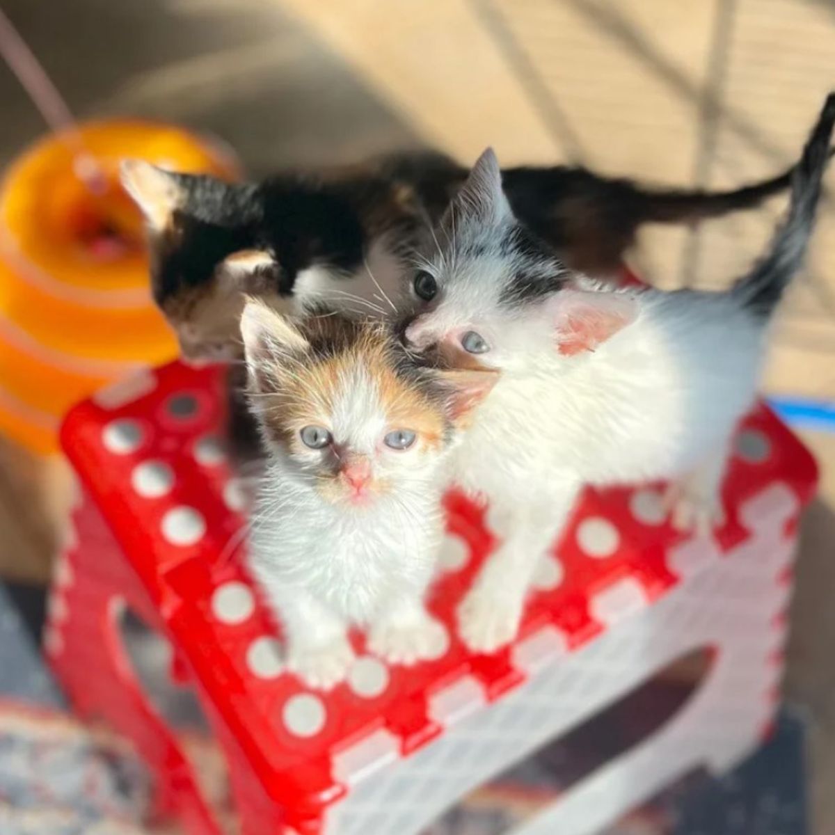 kittens on a stool