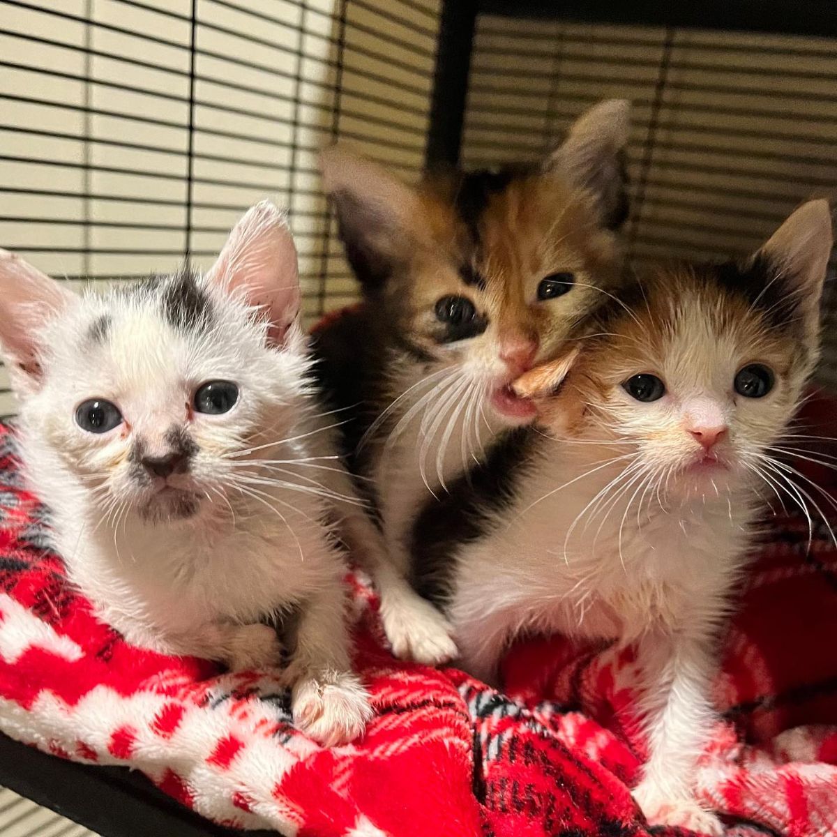 kittens sitting on a blanket