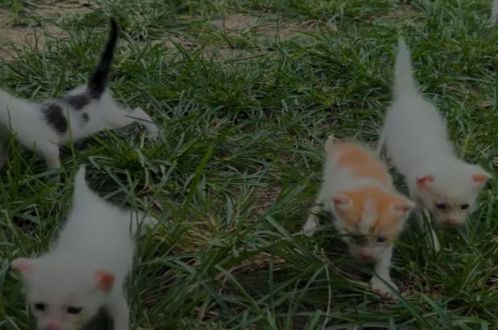 kittens walking through the grass