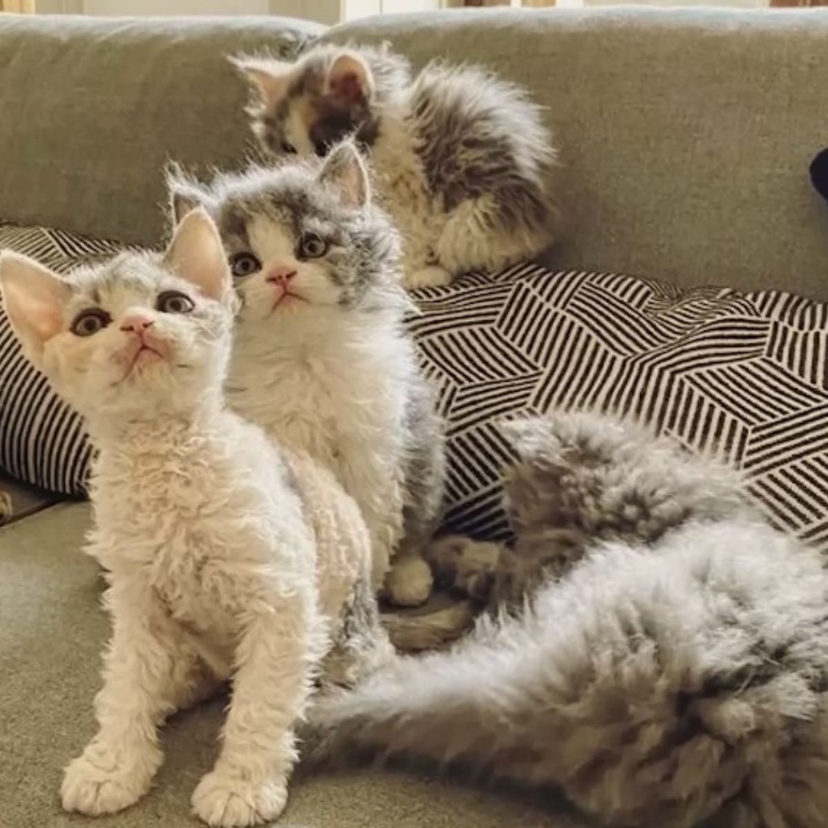 kittens with curly fur